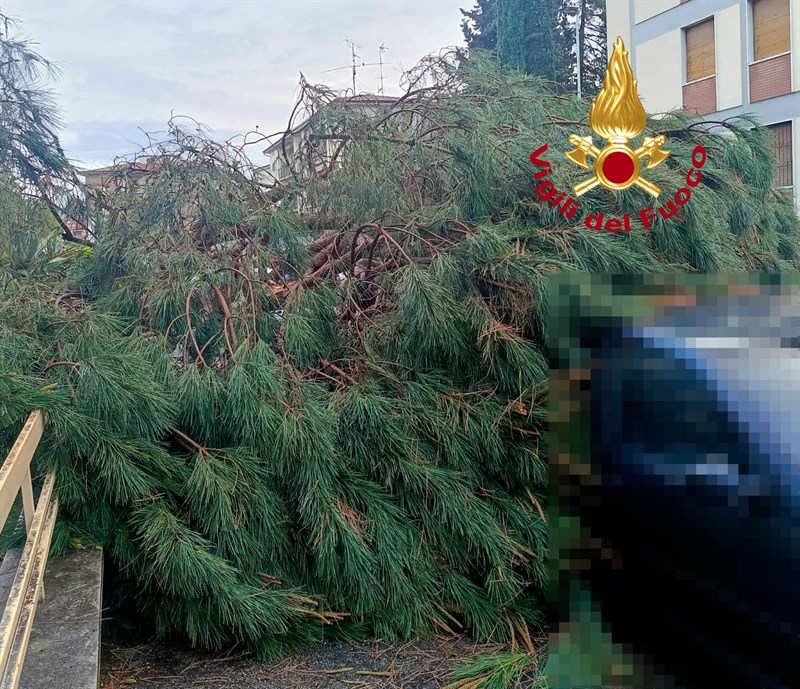 Il pino caduto in via Niccolò Pisano a Firenze