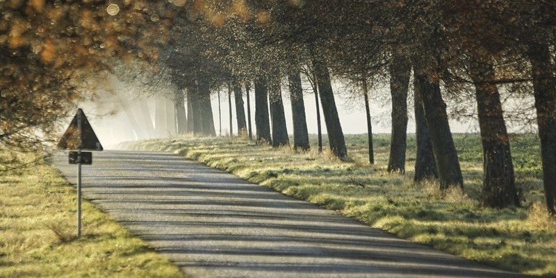 Gli alberi salvano la città