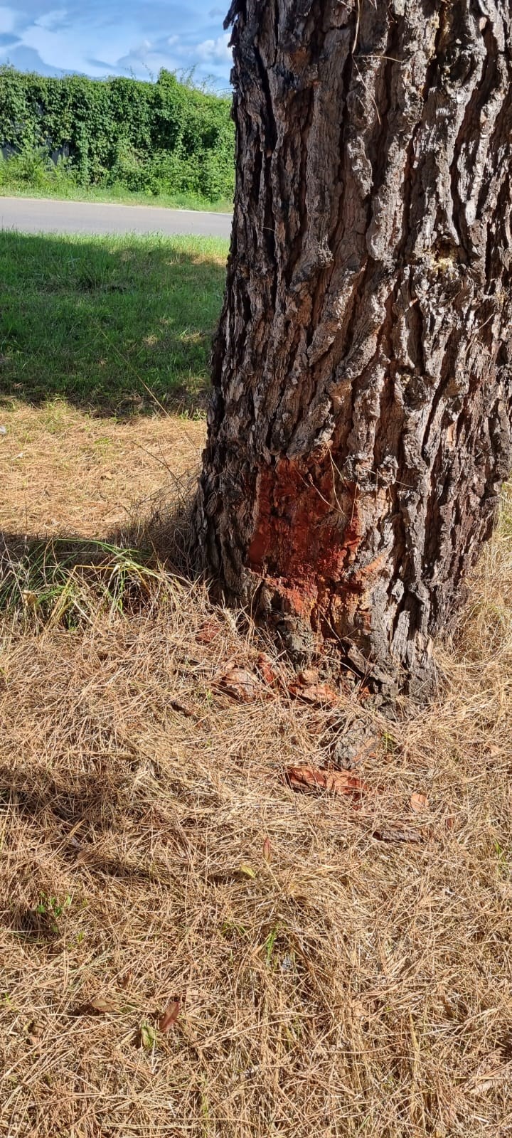 Borgo, taglio erba in ciclabile con ingenti danni agli alberi: la denuncia di Ticci