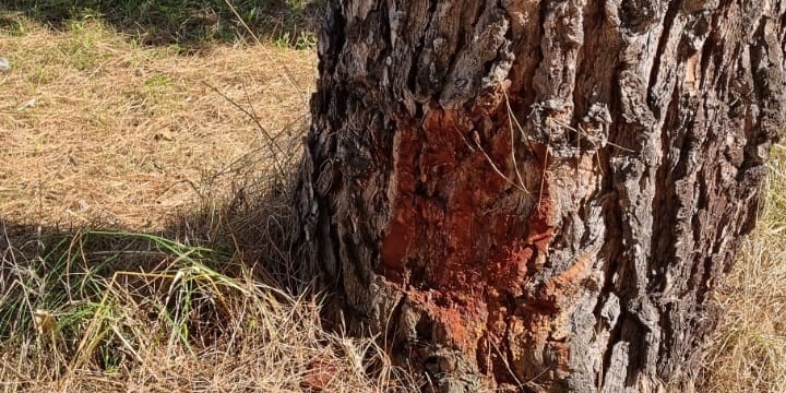 Borgo, taglio erba in ciclabile con ingenti danni agli alberi: la denuncia di Ticci