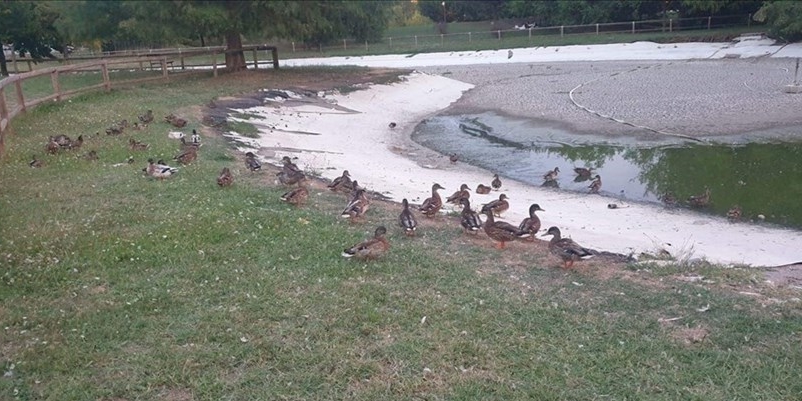 Laghetto  al Parco Pertini