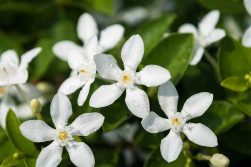 gelsomino - okmugello.it