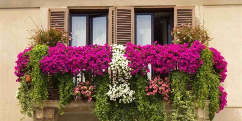 Avrai il balcone più bello del vicinato anche in inverno: le 10 piante che non perdono foglie (e sono bellissime) - okmugello.it