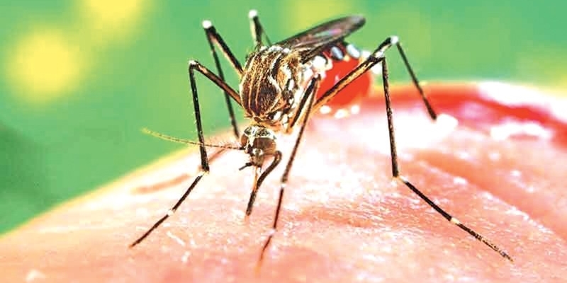 Dengue a Sesto Fiorentino