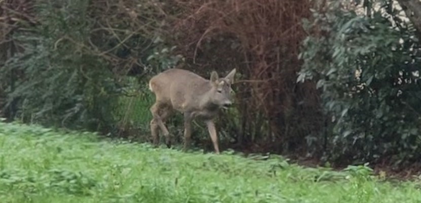 IL capriolo stamani in Viale Kennedy