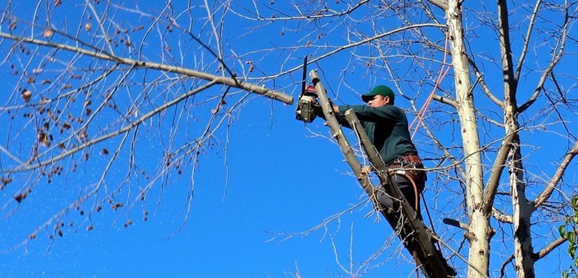 Operazioni di taglio. La capitozzatura è sotto accusa