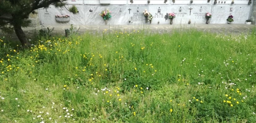 Erba alta al cimitero comunale di Borgo