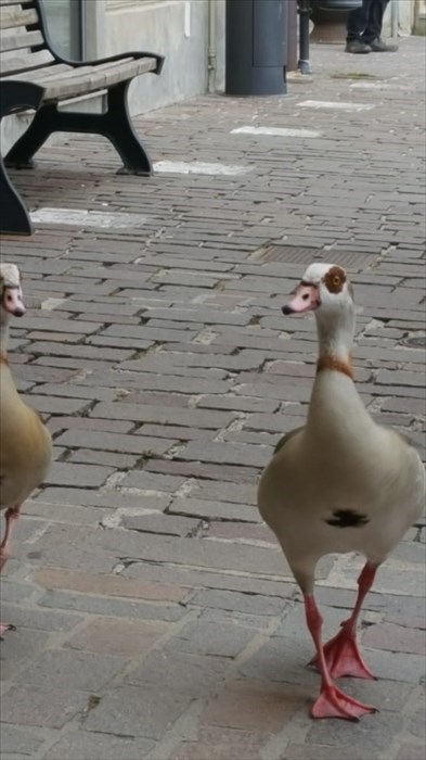 Le anatre in centro ed il 'recupero' dei pompieri