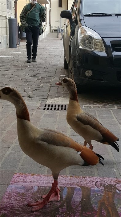 Le anatre in centro ed il 'recupero' dei pompieri