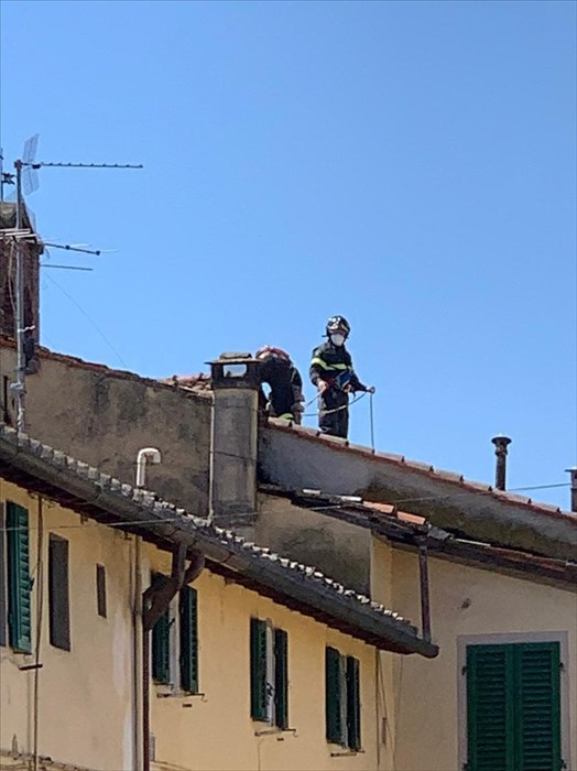 Le anatre in centro ed il 'recupero' dei pompieri