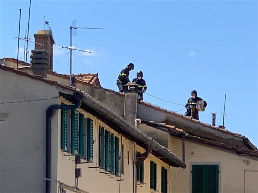 Le anatre in centro ed il 'recupero' dei pompieri