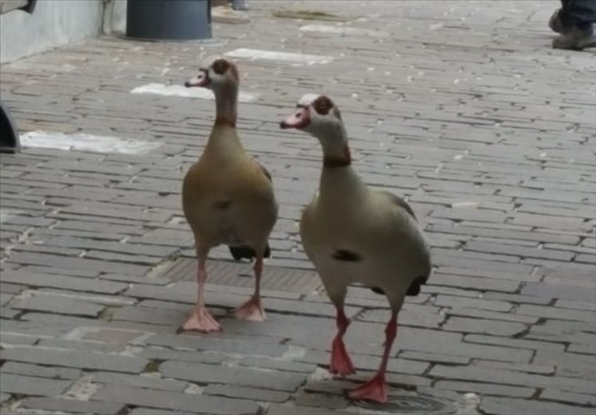 Le anatre in centro ed il 'recupero' dei pompieri