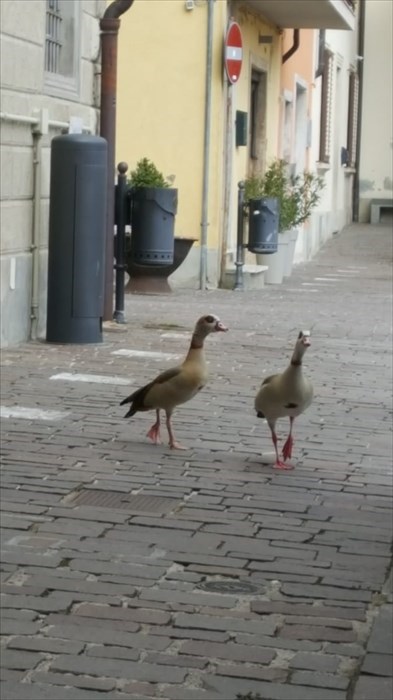 Le anatre in centro ed il 'recupero' dei pompieri