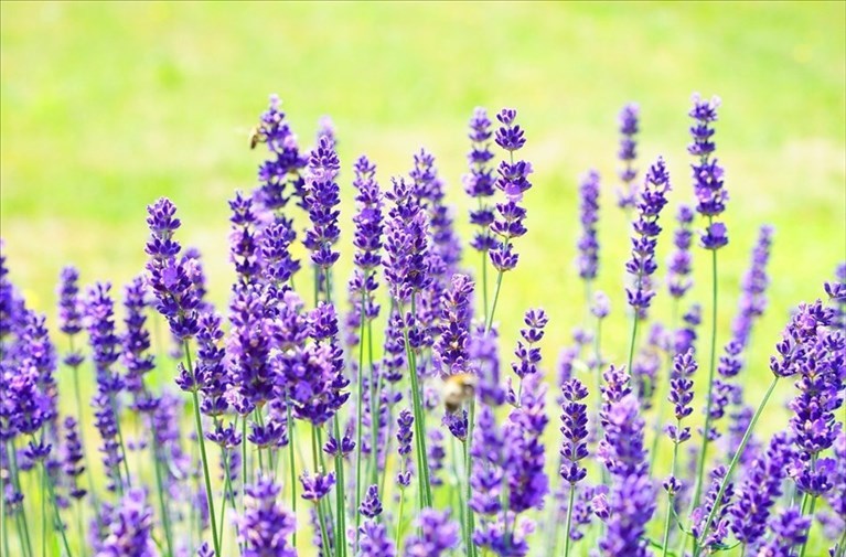 Lavanda