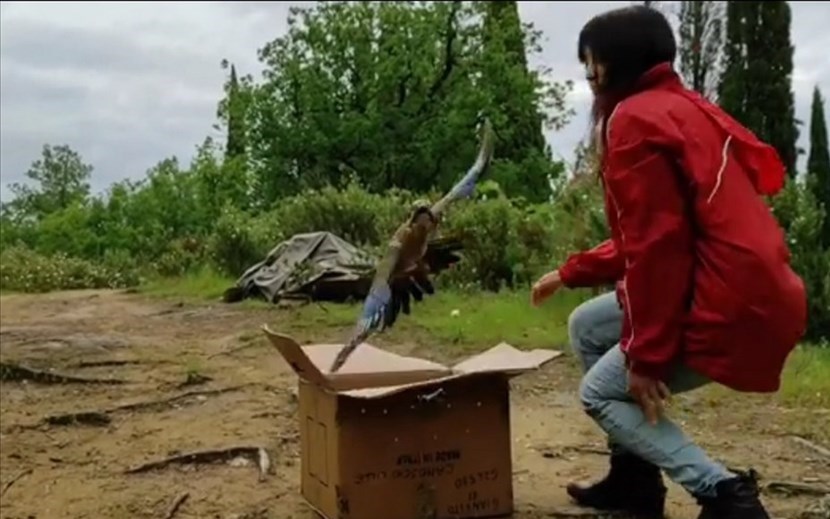 La Ghiandaia liberata