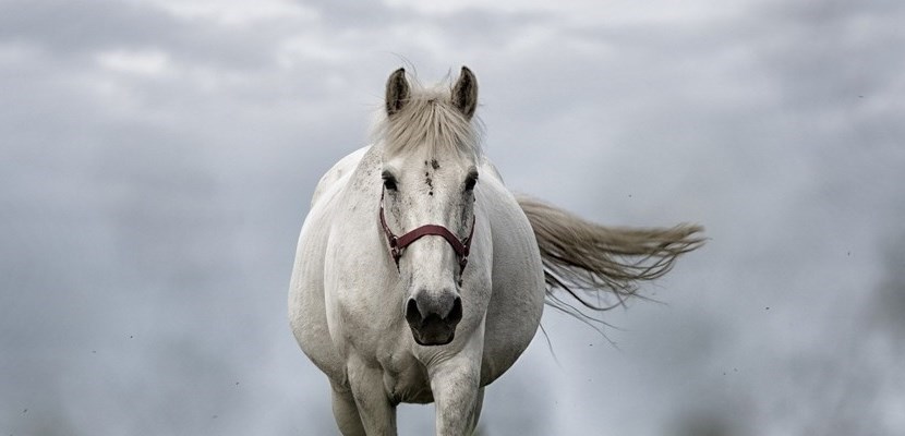 cavallo impazzito in piazza della Signoria