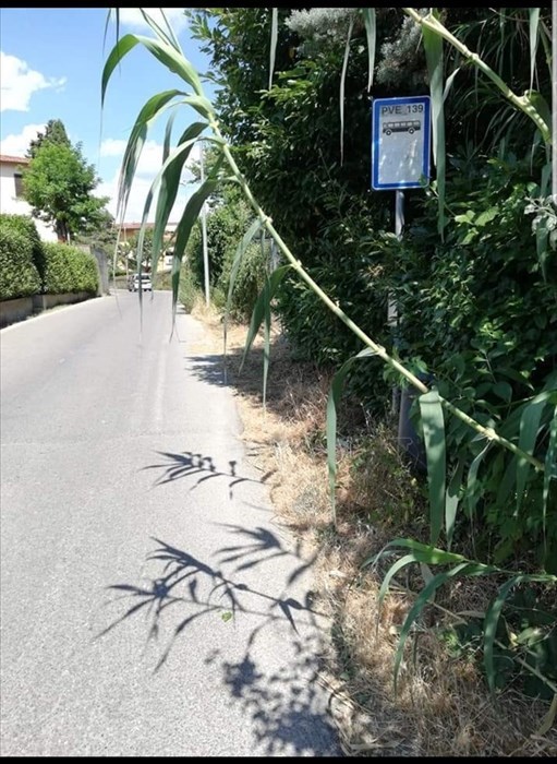 Via Colognese a Montebonello ai lati piena di erbacce: la foto di un lettore