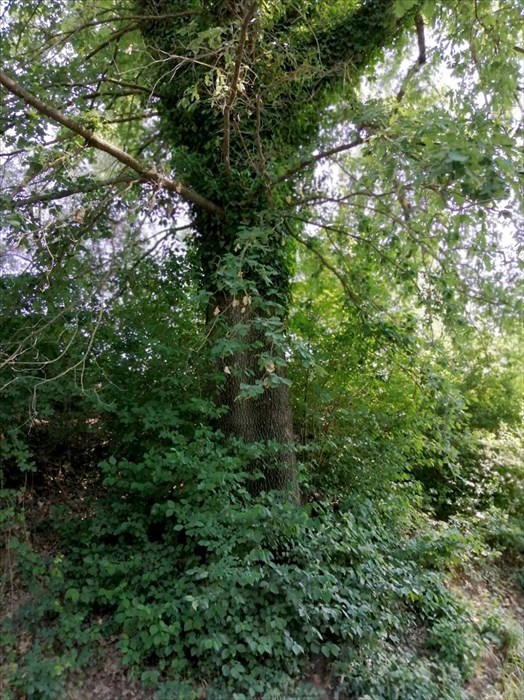 Foto-denuncia della situazione a Castiglionchio realizzate dall'associazione "Vivere in Valdisieve"