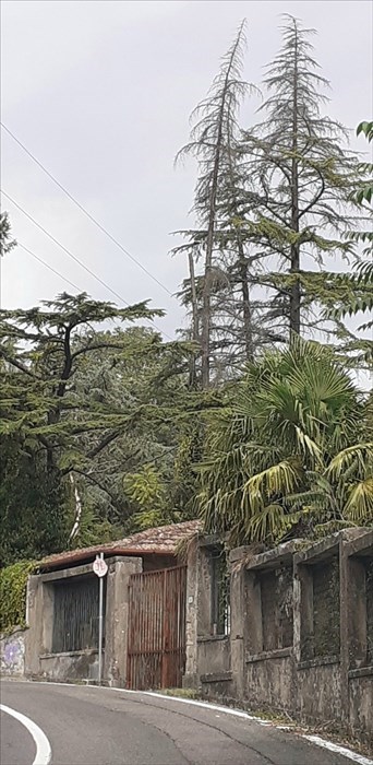 Gli alberi pericolosi al Banti di Pratolino