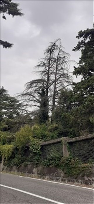 Gli alberi pericolosi al Banti di Pratolino