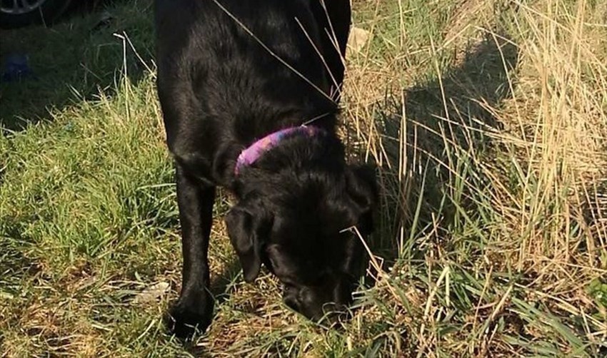 Un cane metre fiuta a terra. Le esche possono essere ovunque