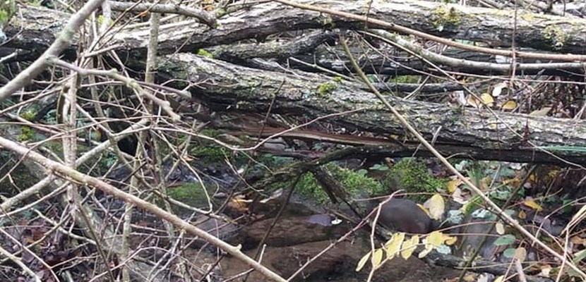 Il torrente Rimaggio invaso dai trochi nei pressi del Cistio