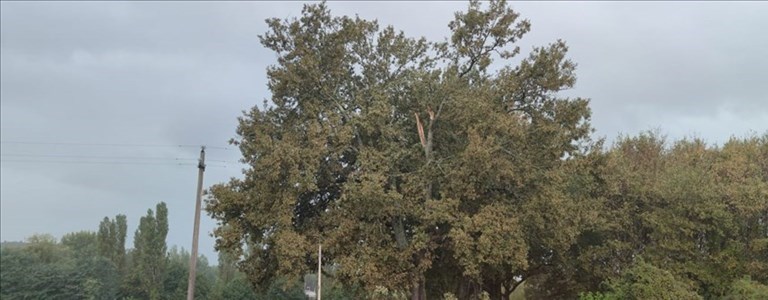 forestazione urbana a Campi Bisenzio