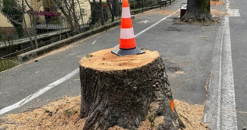 Uno degli alberi tagliati a Ronta