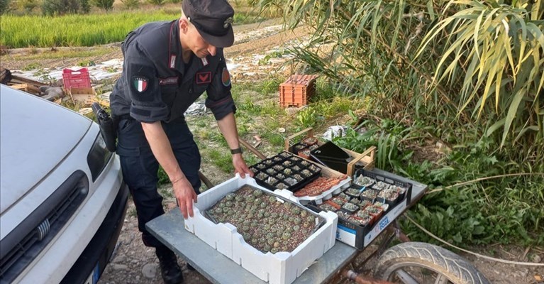 il sequestro dei Forestali