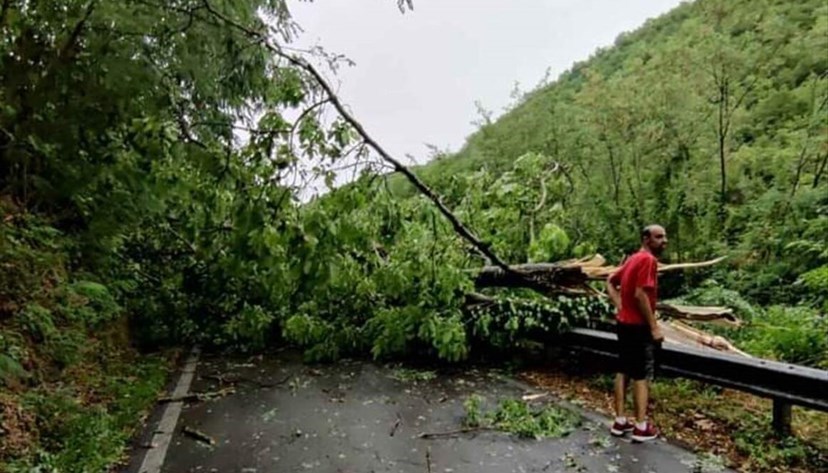 Uno dei tanti alberi in strada in Mugello