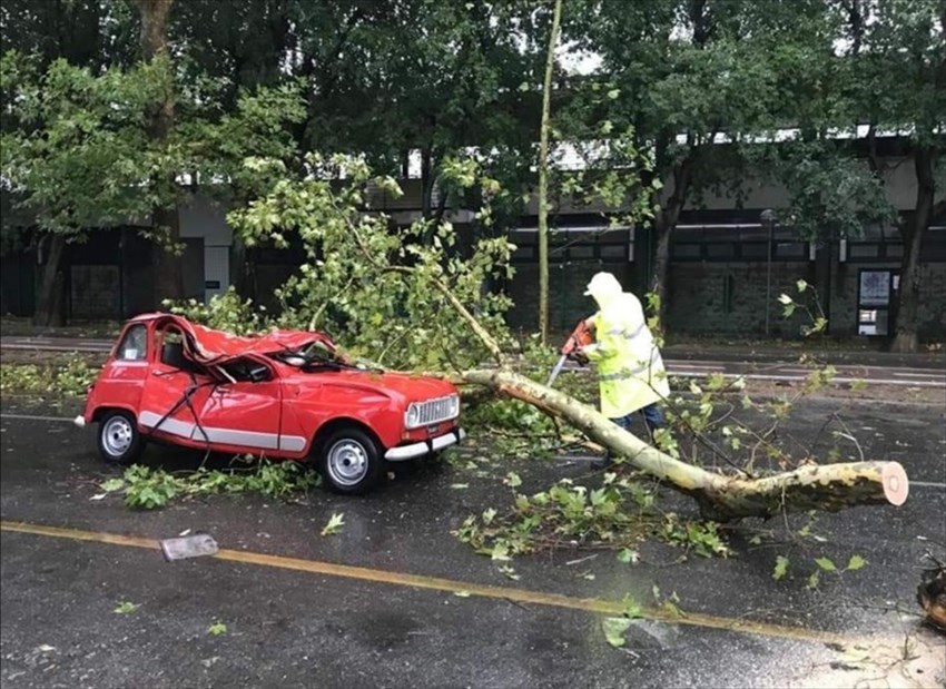 L'albero caduto in viale Paoli