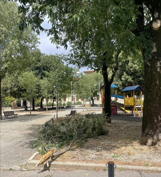 Albero caduto in piazza De Amicis a Sesto Fiorentino