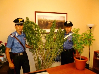 Due arresti per marijuana a Barberino