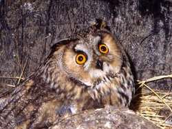 Canti di uccelli e storie di Gufi. Domenica 19 a Moscheta. Info...