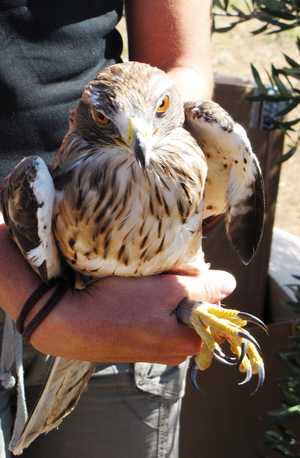 La storia di sei bellissimi rapaci liberati sulle Apuane. Erano stati 'convalescenti' al centro di Vicchio
