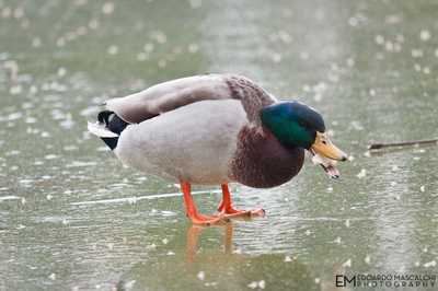 Gelo su Firenze... Le foto della fontana della Fortezza ghiacciata...