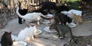 Londa, i randagi e i gatti uccisi. Una lettera aperta...