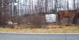 Barberino. Cavallo lasciato morire di fame. Interviene l'Epa...