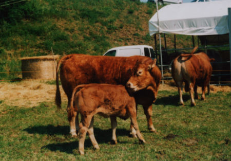 Fiera di Maggio