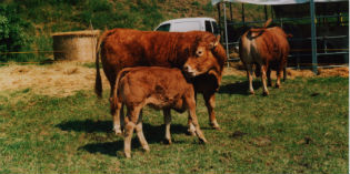 Dicomano. Da venerdì arriva la Fiera di Maggio. Tutte le info...