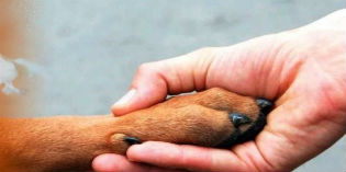 Mugello. Nasce la Lega per la difesa del cane.