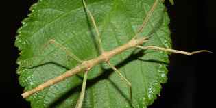 Il Mugello invaso dagli animali esotici. Torna Mugello Wild, info...