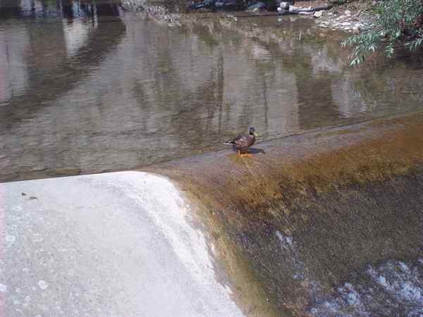L'eccidio di Crespino. Cronaca delle celebrazioni 2013...