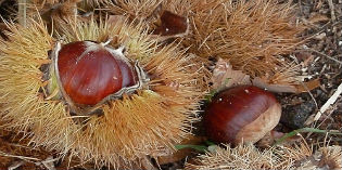 Marradi, ultimo appuntamento con la Sagra delle castagne