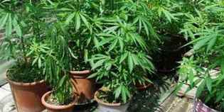 Rufina. Arrestato 23enne: marijuana a hashish in vasetti di vetro...