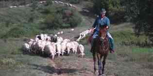 In viaggio dalla Maremma al Mugello. Storie di transumanza dimenticata...