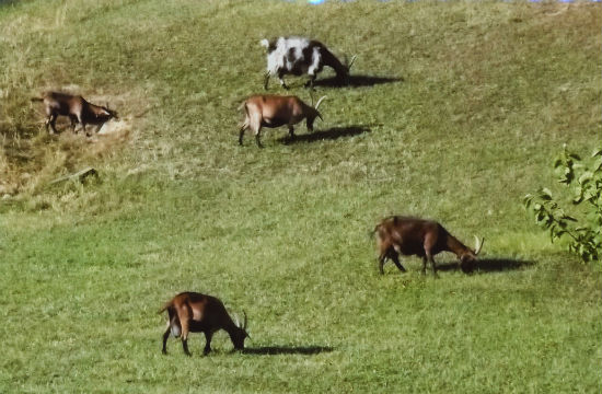 San Godenzo. Le Messe a Santa Maria all'Eremo. Date...