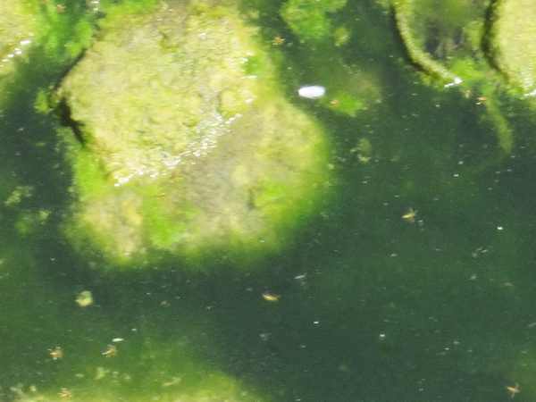 Insetti, larve e acqua stagnante. Emergenza per il Carza? Foto...