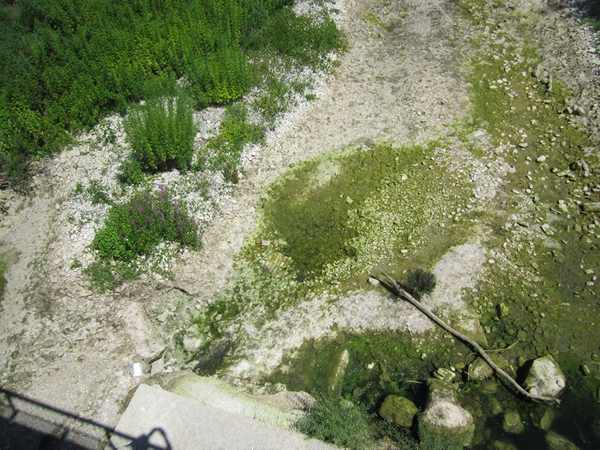 Insetti, larve e acqua stagnante. Emergenza per il Carza? Foto...
