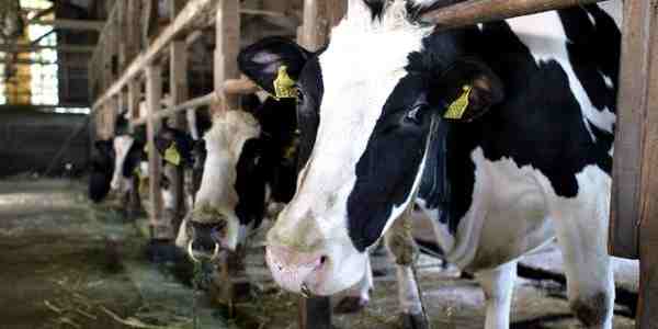 Coldiretti: centrale latte sempre più lontana dal Mugello